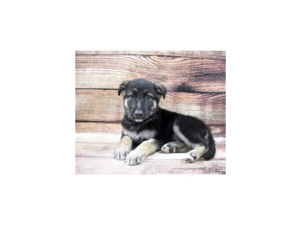 German Shepherd-DOG-Male-Black and Tan-22903-Petland Phoenix, Arizona