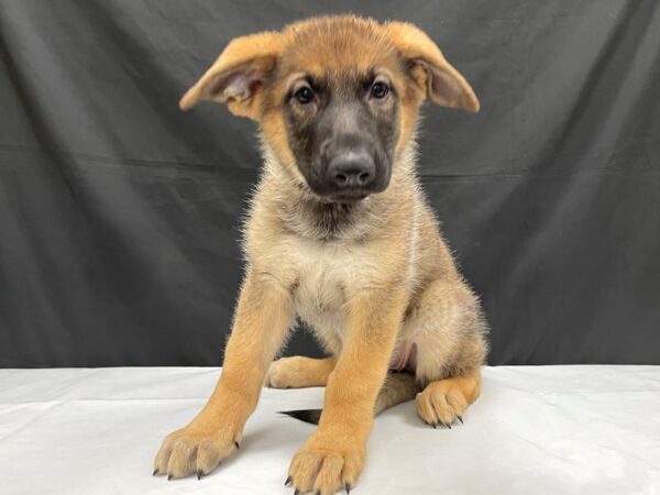 German Shepherd-DOG-Female-Sable-24016-Petland Phoenix, Arizona