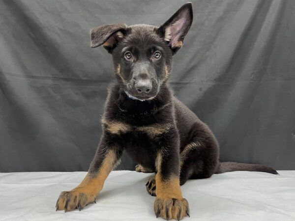 German Shepherd-DOG-Male-Black and Tan-24015-Petland Phoenix, Arizona