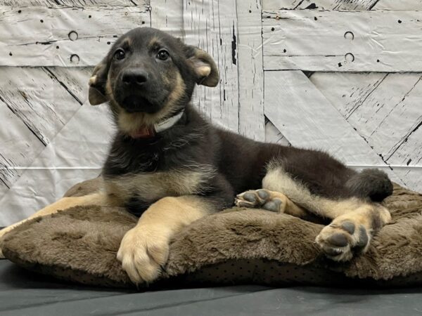 German Shepherd-DOG-Female-Black and Tan-24184-Petland Phoenix, Arizona