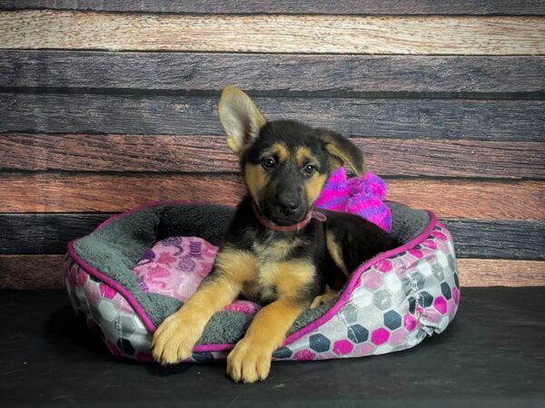 German Shepherd-DOG-Female-Black and Tan-24788-Petland Phoenix, Arizona