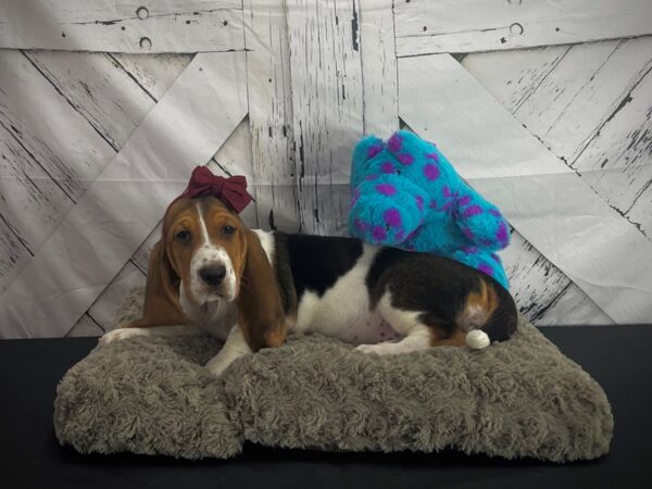 Basset Hound-DOG-Female-Black White / Tan-25184-Petland Phoenix, Arizona