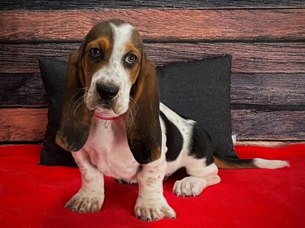 Basset Hound-DOG-Female-Black Tan / White-25242-Petland Phoenix, Arizona