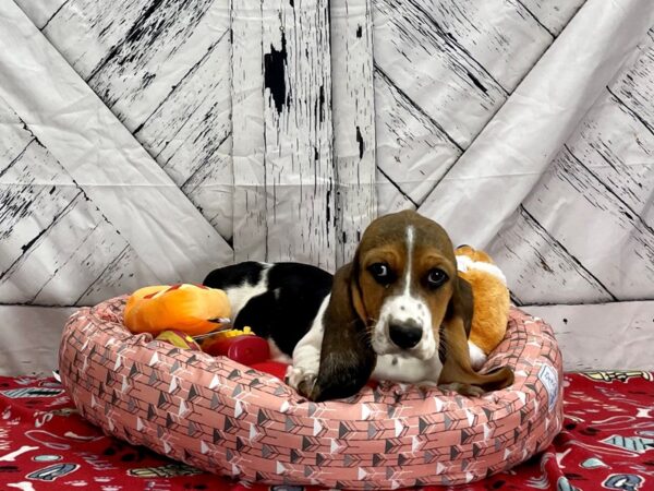 Basset Hound-Dog-Female-Black Tan / White-25470-Petland Phoenix, Arizona