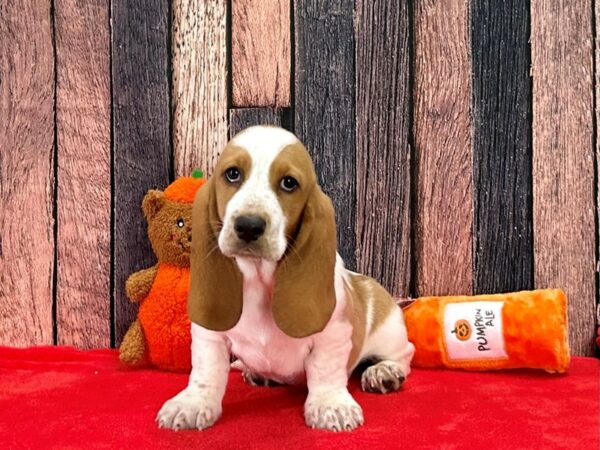 Basset Hound-Dog-Male-Red / White-25506-Petland Phoenix, Arizona