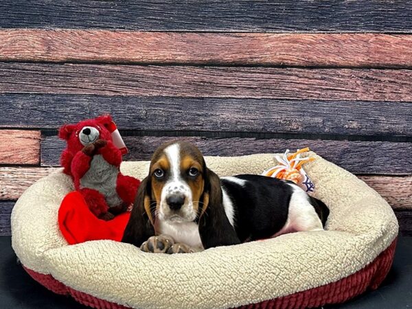 Basset Hound-Dog-Male-Black White and Tan-25682-Petland Phoenix, Arizona
