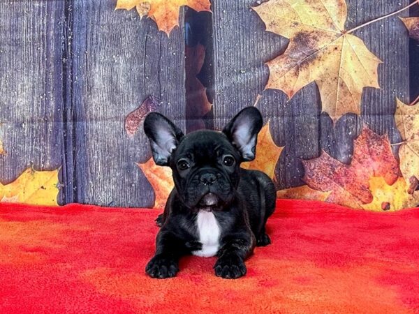 French Bulldog-Dog-Male-Black Brindle-25668-Petland Phoenix, Arizona
