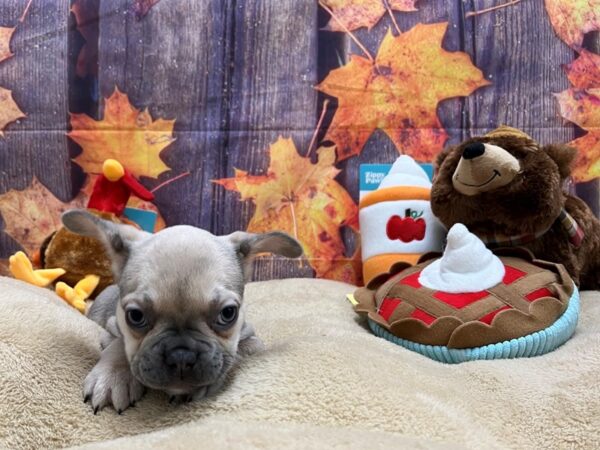 French Bulldog-Dog-Female-Blue / Tan-25771-Petland Phoenix, Arizona