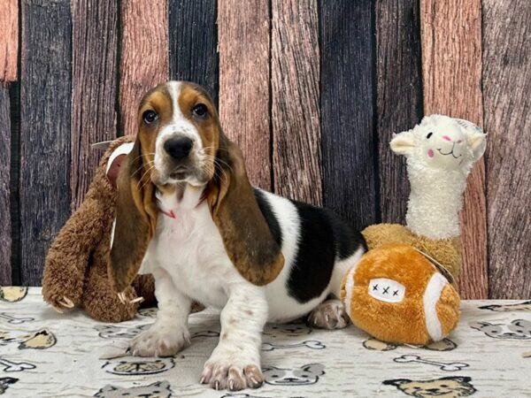 Basset Hound-Dog-Female-Black Brown and White-25793-Petland Phoenix, Arizona