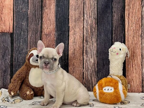 French Bulldog-Dog-Female-Lilac Fawn-25813-Petland Phoenix, Arizona