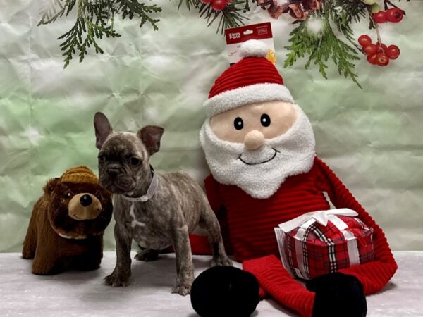 French Bulldog-Dog-Male-Chocolate Brindle-25850-Petland Phoenix, Arizona