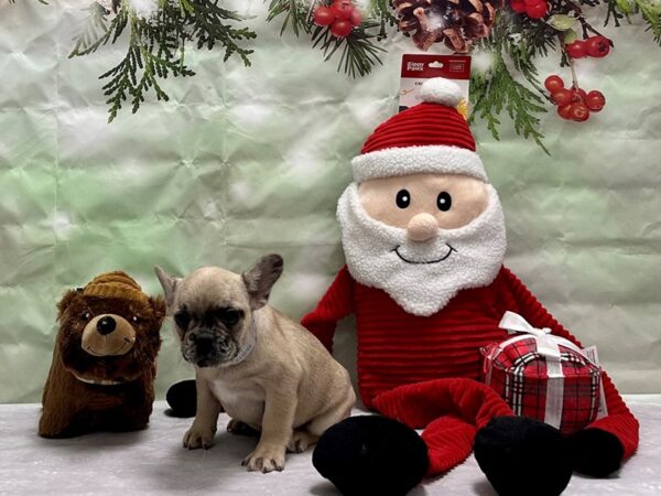 French Bulldog-Dog-Female-Chocolate Fawn Merle-25852-Petland Phoenix, Arizona