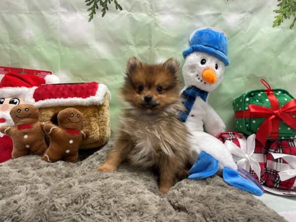 Pomeranian-Dog-Male-Red Sable-25936-Petland Phoenix, Arizona