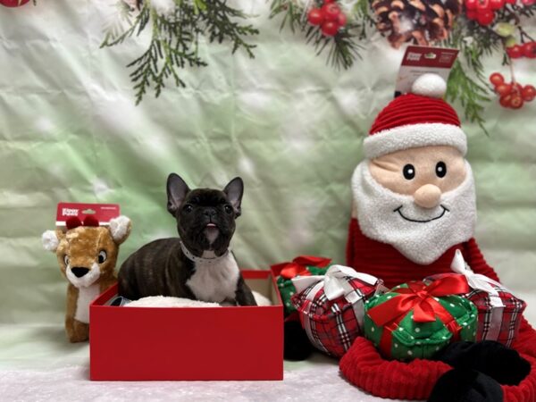 French Bulldog-Dog-Female-Black Brindle-25851-Petland Phoenix, Arizona