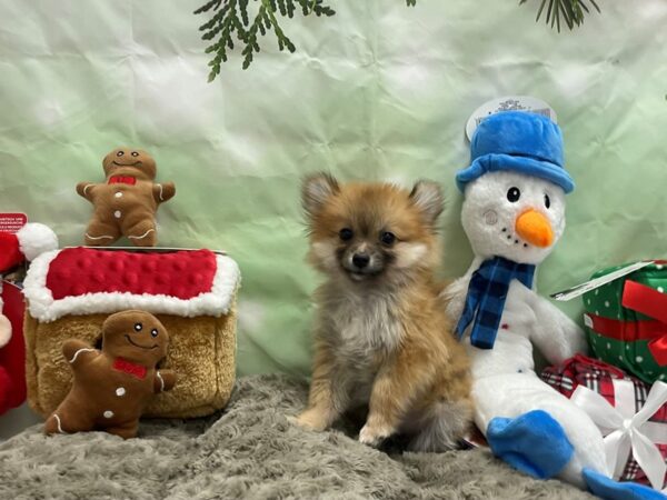 Pomeranian-Dog-Female-Orange Sable-25943-Petland Phoenix, Arizona
