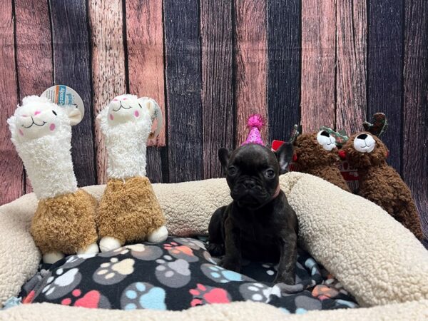 French Bulldog-Dog-Female-Brindle-25998-Petland Phoenix, Arizona