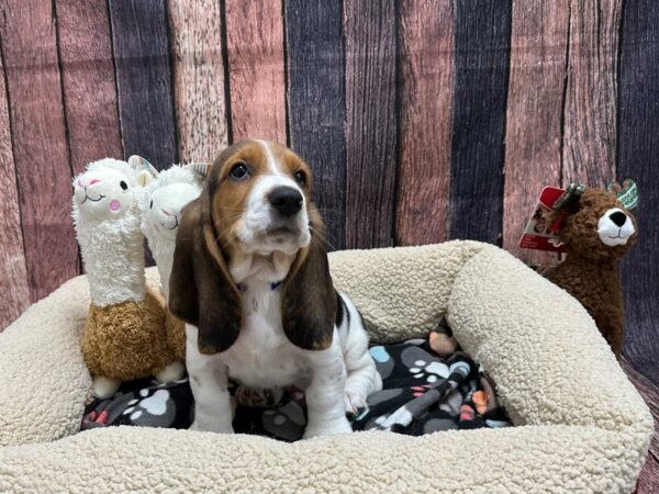 Basset Hound-Dog-Male-Black Tan / White-25993-Petland Phoenix, Arizona