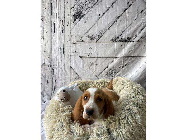 Basset Hound-Dog-Male-Red / White-26044-Petland Phoenix, Arizona