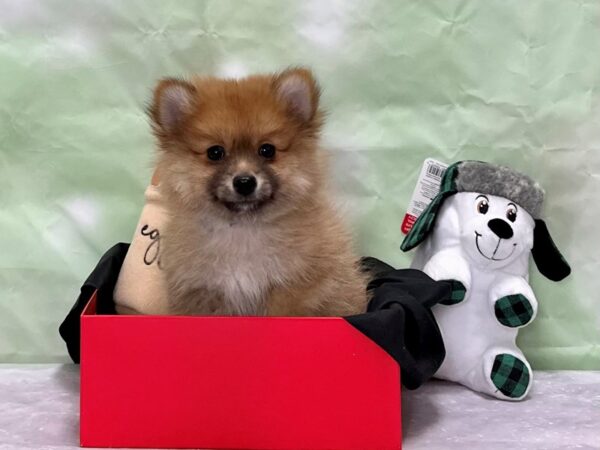 Pomeranian-Dog-Male-Orange Sable-25860-Petland Phoenix, Arizona