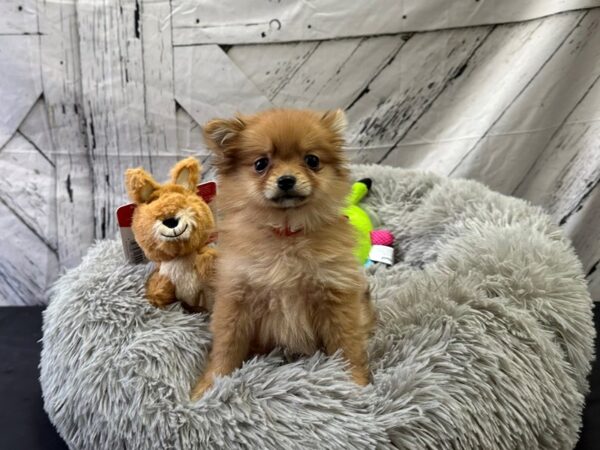 Pomeranian-Dog-Female-Red Sable-26067-Petland Phoenix, Arizona