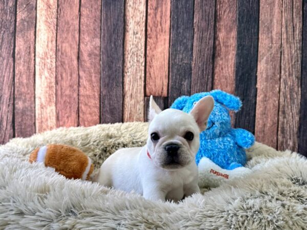 French Bulldog-Dog-Male-Cream-26084-Petland Phoenix, Arizona