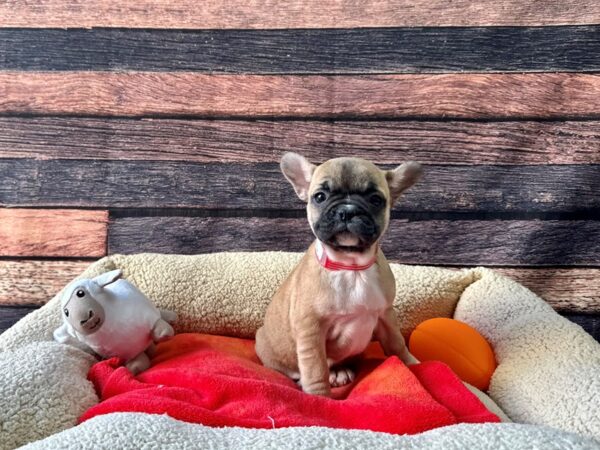 French Bulldog-Dog-Female-Fawn-26118-Petland Phoenix, Arizona