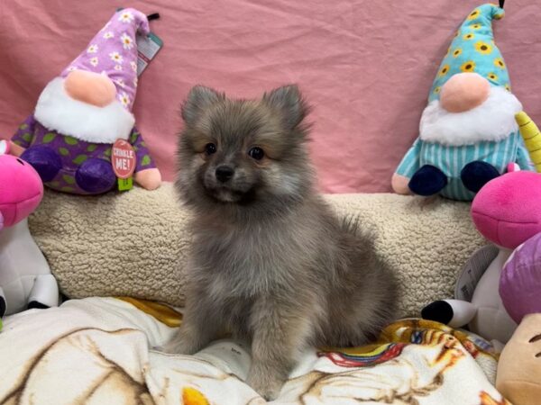 Pomeranian-Dog-Female-Sable-26103-Petland Phoenix, Arizona