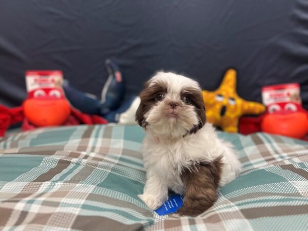 Shih Tzu-Dog-Female-White, Chocolate / Tan-26148-Petland Phoenix, Arizona