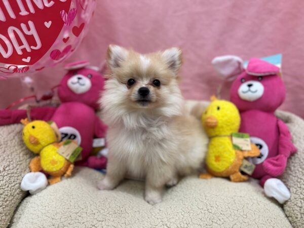 Pomeranian-Dog-Male-Cream-26155-Petland Phoenix, Arizona