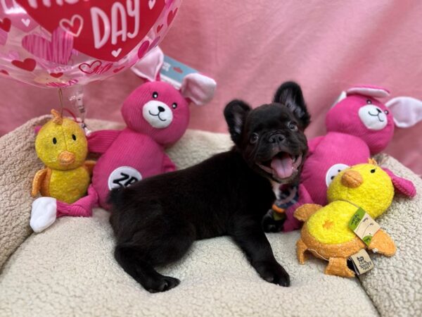French Bulldog-Dog-Male-Chocolate-26159-Petland Phoenix, Arizona