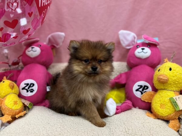 Pomeranian-Dog-Male-Sable-26154-Petland Phoenix, Arizona