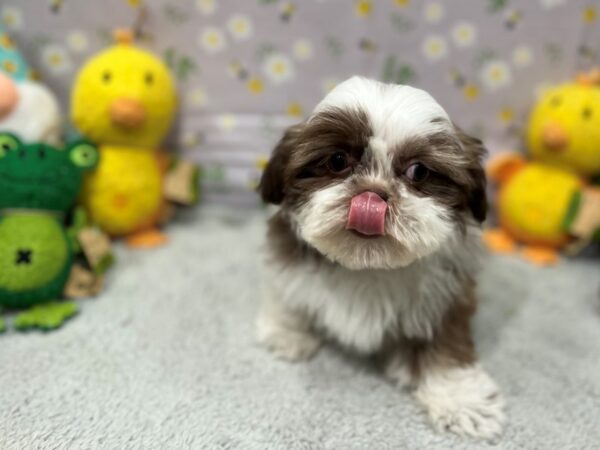 Shih Tzu-Dog-Female-Chocolate / White-26206-Petland Phoenix, Arizona