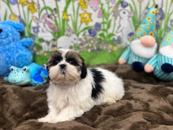 Shih Tzu-Dog-Female-Wht/Blk/Brwn-26229-Petland Phoenix, Arizona