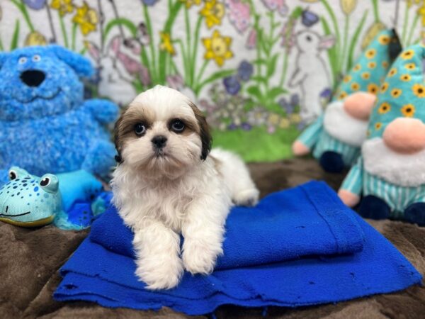 Shih Tzu-Dog-Female--26230-Petland Phoenix, Arizona