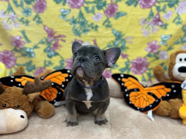 French Bulldog-Dog-Male-Blue-26195-Petland Phoenix, Arizona