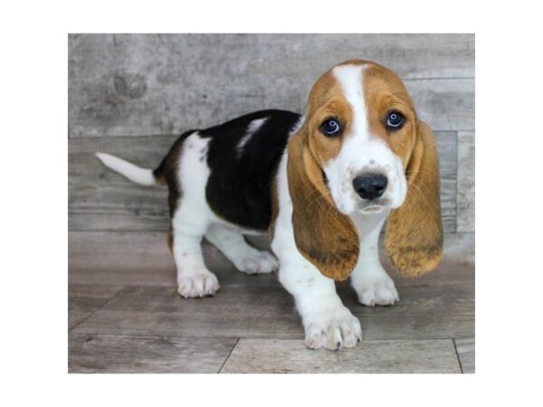 Basset Hound-Dog-Female-Black Tan / White-26279-Petland Phoenix, Arizona
