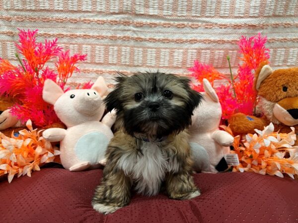 Shih Tzu-Dog-Male-Gold-26293-Petland Phoenix, Arizona