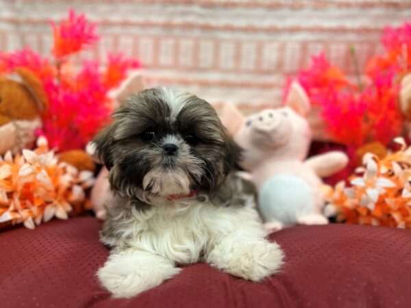 Shih Tzu-Dog-Female-Silver Gold and White-26309-Petland Phoenix, Arizona
