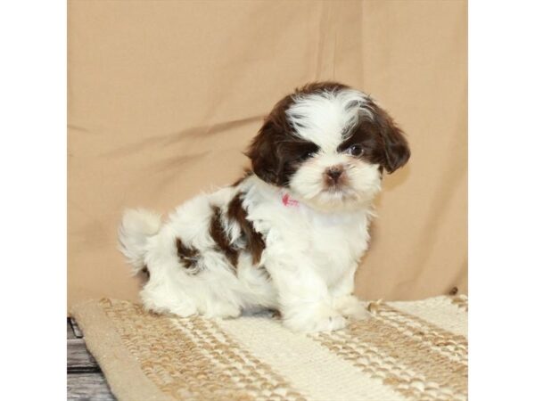 Shih Tzu-Dog-Female-White / Chocolate-26328-Petland Phoenix, Arizona