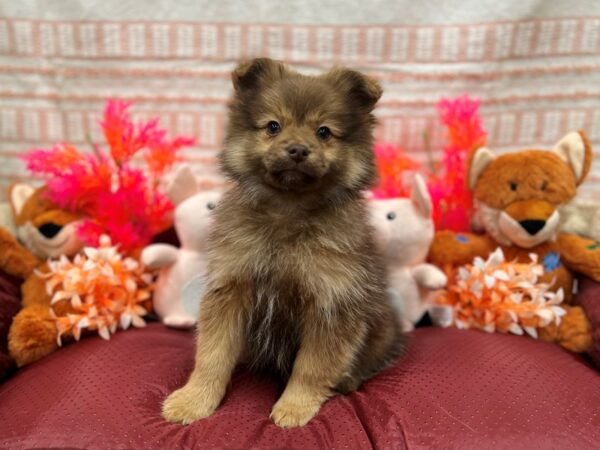 Pomeranian-Dog-Female-Chocolate Sable-26307-Petland Phoenix, Arizona