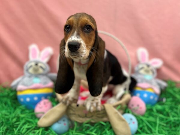 Basset Hound-Dog-Female-Black / Tan-26331-Petland Phoenix, Arizona
