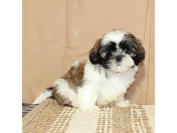 Shih Tzu-Dog-Male-White / Gold-26374-Petland Phoenix, Arizona