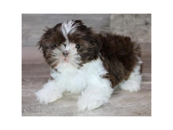 Shih Tzu-Dog-Female-Liver / White-26364-Petland Phoenix, Arizona