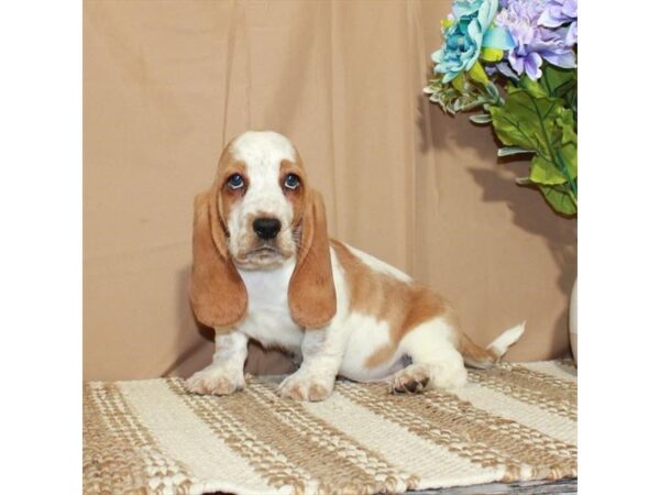 Basset Hound-Dog-Female-White / Red-26369-Petland Phoenix, Arizona
