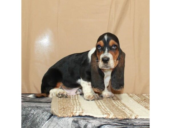 Basset Hound-Dog-Male-White Black / Tan-26370-Petland Phoenix, Arizona