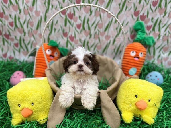 Shih Tzu-Dog-Female-Liver / White-26404-Petland Phoenix, Arizona