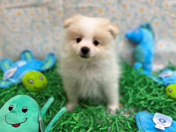 Pomeranian-Dog-Male-White-26463-Petland Phoenix, Arizona
