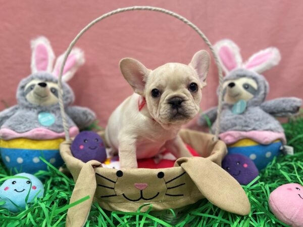 French Bulldog-Dog-Female-Cream-26333-Petland Phoenix, Arizona