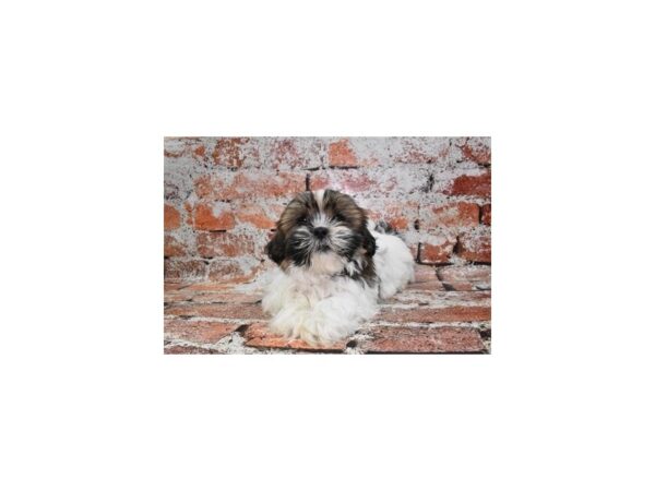 Shih Tzu-Dog-Male-Red and White-26485-Petland Phoenix, Arizona