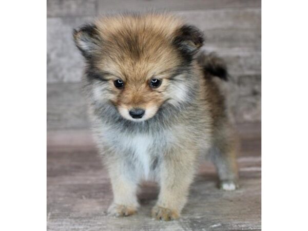Pomeranian-Dog-Female-Red Sable-26493-Petland Phoenix, Arizona